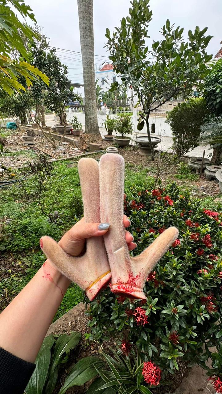 Premium Freeze-Dried Velvet Antler Slices | 100g | A-Grade Lu Rong | Wild-Harvested Vietnam